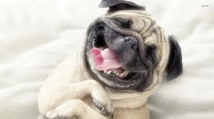 A happy looking pug dog